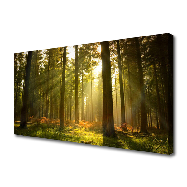 Quadro canvas Floresta Natureza Árvores