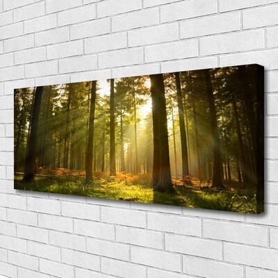 Quadro canvas Floresta Natureza Árvores