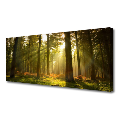 Quadro canvas Floresta Natureza Árvores