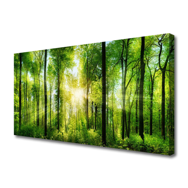 Quadro canvas Floresta Natureza Árvores
