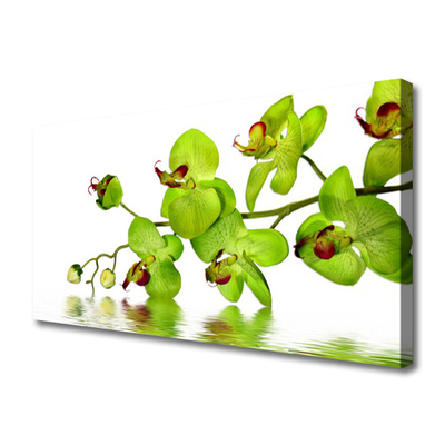 Quadro canvas Flores Planta Natureza