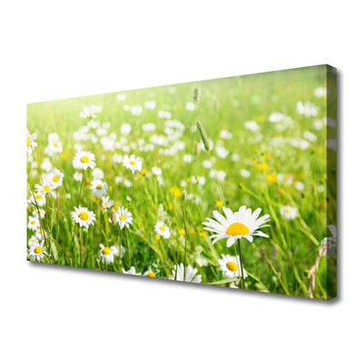 Quadro canvas Natureza do Prado Daisy