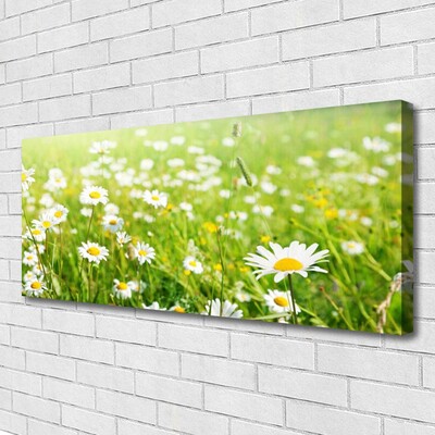 Quadro canvas Natureza do Prado Daisy
