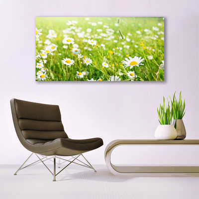 Quadro canvas Natureza do Prado Daisy