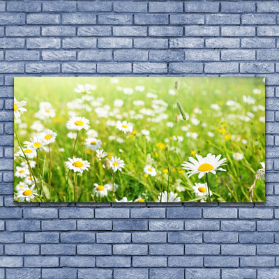 Quadro canvas Natureza do Prado Daisy