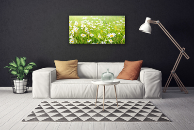 Quadro canvas Natureza do Prado Daisy