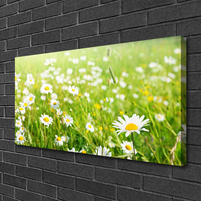 Quadro canvas Natureza do Prado Daisy