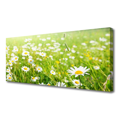 Quadro canvas Natureza do Prado Daisy
