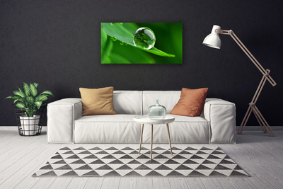 Quadro em tela Folhas de plantas com gotas de água