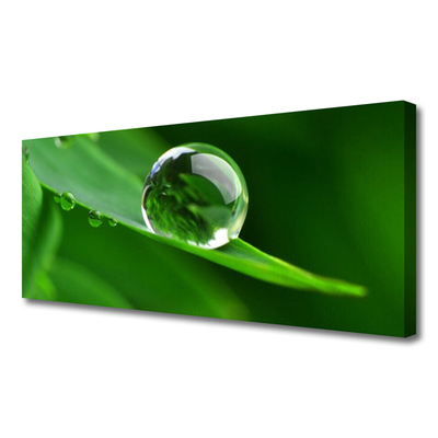 Quadro em tela Folhas de plantas com gotas de água