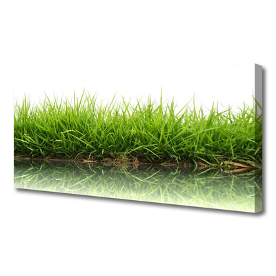 Quadro canvas Grama Água Natureza Planta