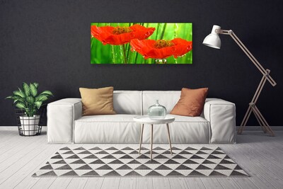 Quadro canvas Papoulas Plantam Natureza