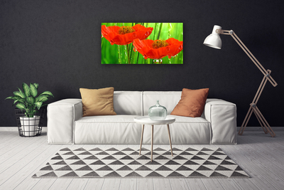 Quadro canvas Papoulas Plantam Natureza