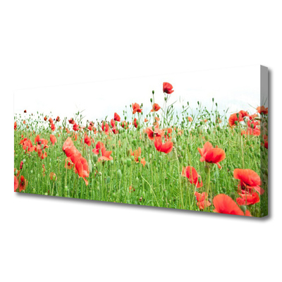 Quadro canvas Papoulas Plantam Natureza