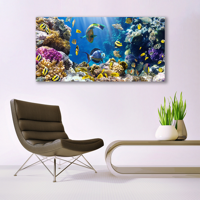 Quadro canvas Natureza dos recifes de corais