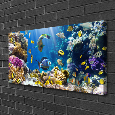 Quadro canvas Natureza dos recifes de corais