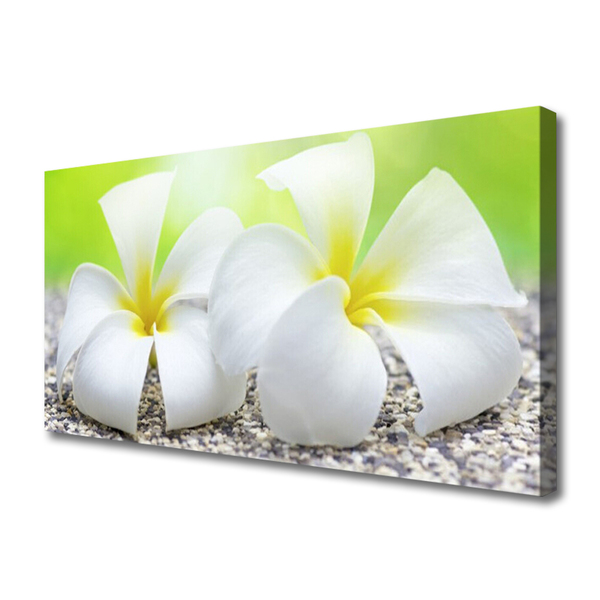 Quadro canvas Flores Planta Natureza