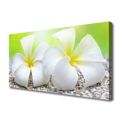 Quadro canvas Flores Planta Natureza