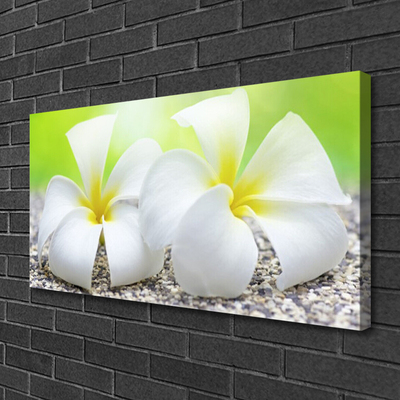 Quadro canvas Flores Planta Natureza