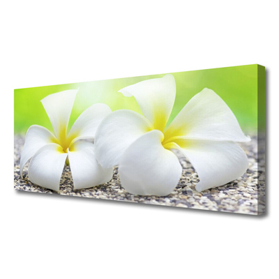 Quadro canvas Flores Planta Natureza