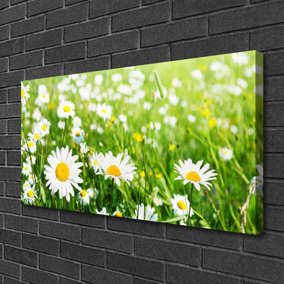 Quadro canvas Planta de flor margarida