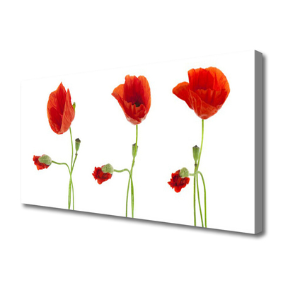 Quadro em tela Papoulas Plantam Natureza