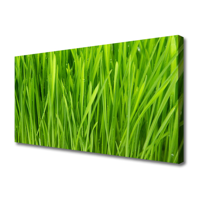 Quadro canvas Natureza da planta grama
