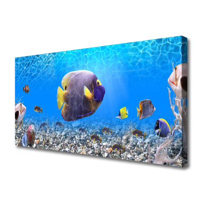 Quadro canvas Natureza dos peixes
