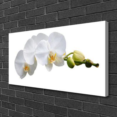 Quadro em tela Flores Planta Natureza