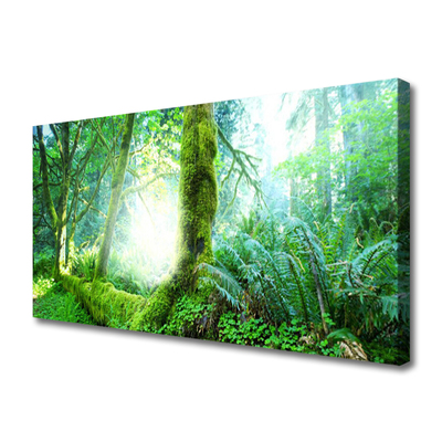Quadro canvas Natureza do musgo da floresta