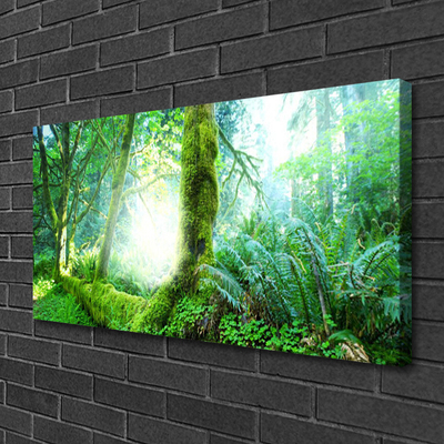 Quadro canvas Natureza do musgo da floresta