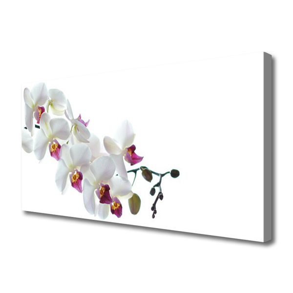 Quadro canvas Flores Planta Natureza