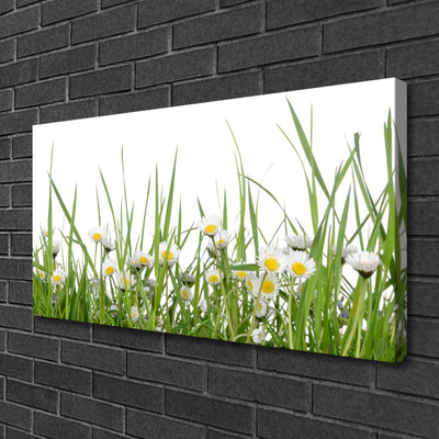 Quadro canvas Natureza da grama margarida
