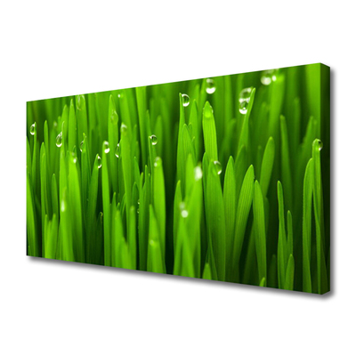 Quadro canvas Grama Natureza Planta