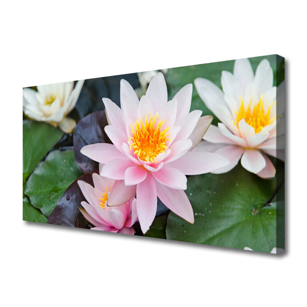 Quadro canvas Flores Planta Natureza