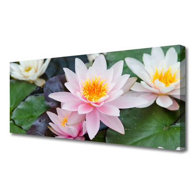Quadro canvas Flores Planta Natureza