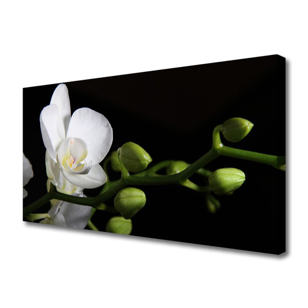 Quadro em tela Flor Planta Natureza