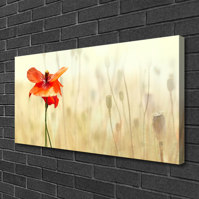 Quadro canvas Papoulas Plantam Natureza