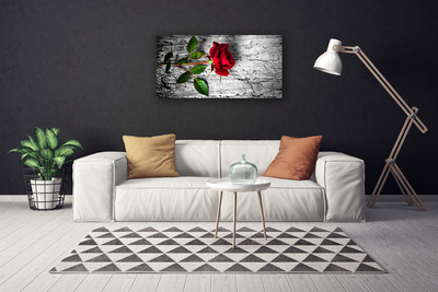 Quadro canvas Rosa Flor Planta Natureza
