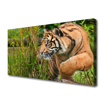 Quadro canvas Animais Tigres