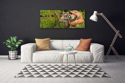 Quadro canvas Animais Tigres