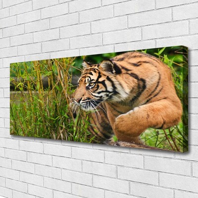 Quadro canvas Animais Tigres