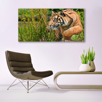 Quadro canvas Animais Tigres