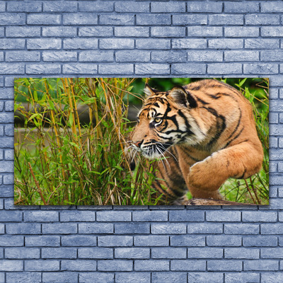 Quadro canvas Animais Tigres