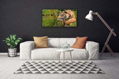 Quadro canvas Animais Tigres