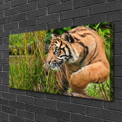 Quadro canvas Animais Tigres