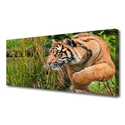 Quadro canvas Animais Tigres