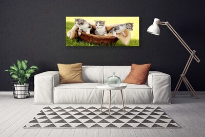 Quadro canvas Gatos Animais