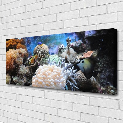 Quadro canvas Natureza dos recifes de corais