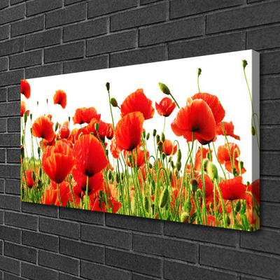 Quadro canvas Papoulas Plantam Natureza